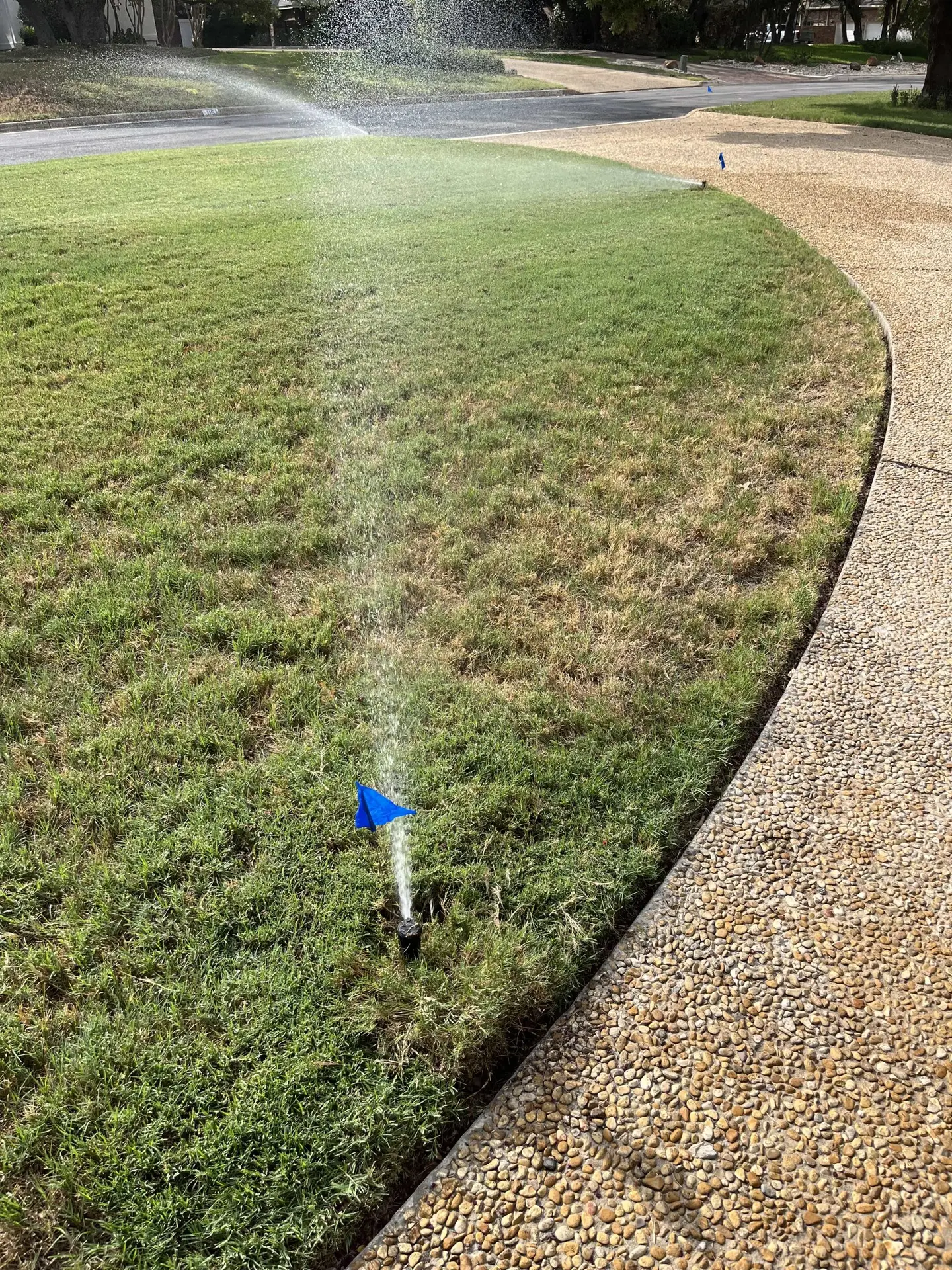 Pop-up spray head watering a lawn edge next to a sidewalk