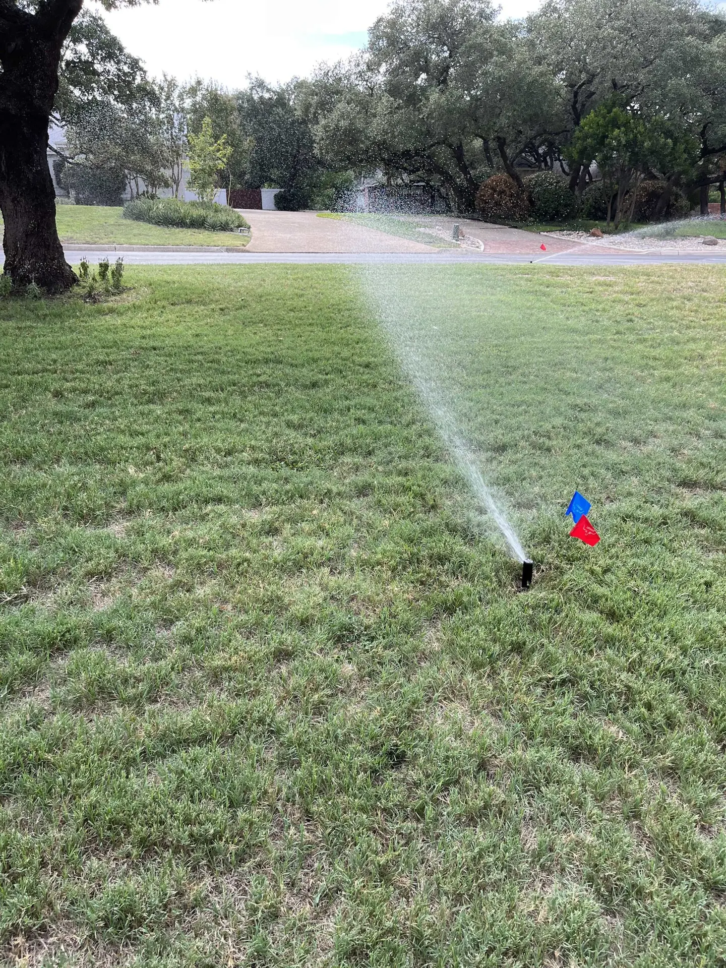 Pop-up sprinkler head watering a Texas lawn after a sprinkler system repair