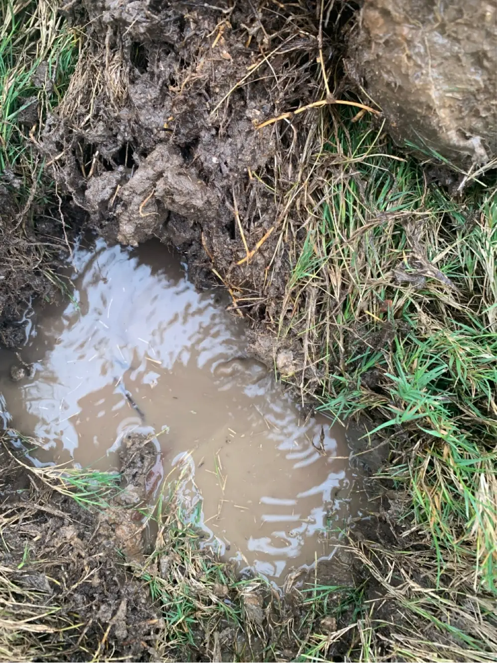 Water pooling in a lawn from a broken underground sprinkler line