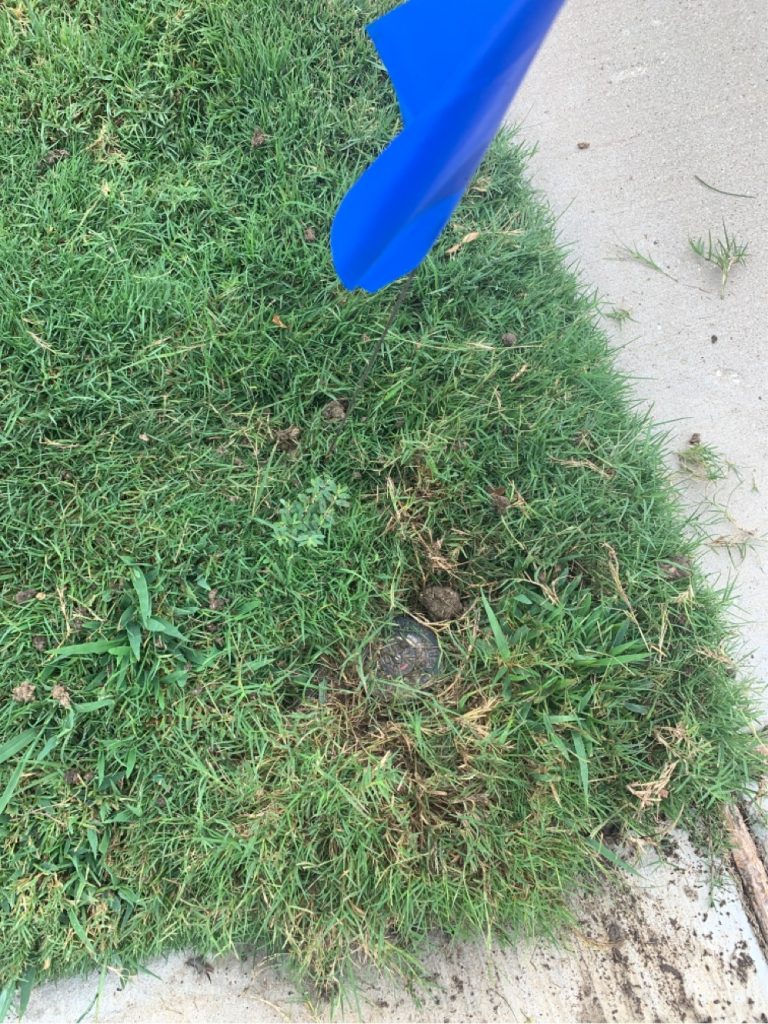 New Territory sprinkler repair