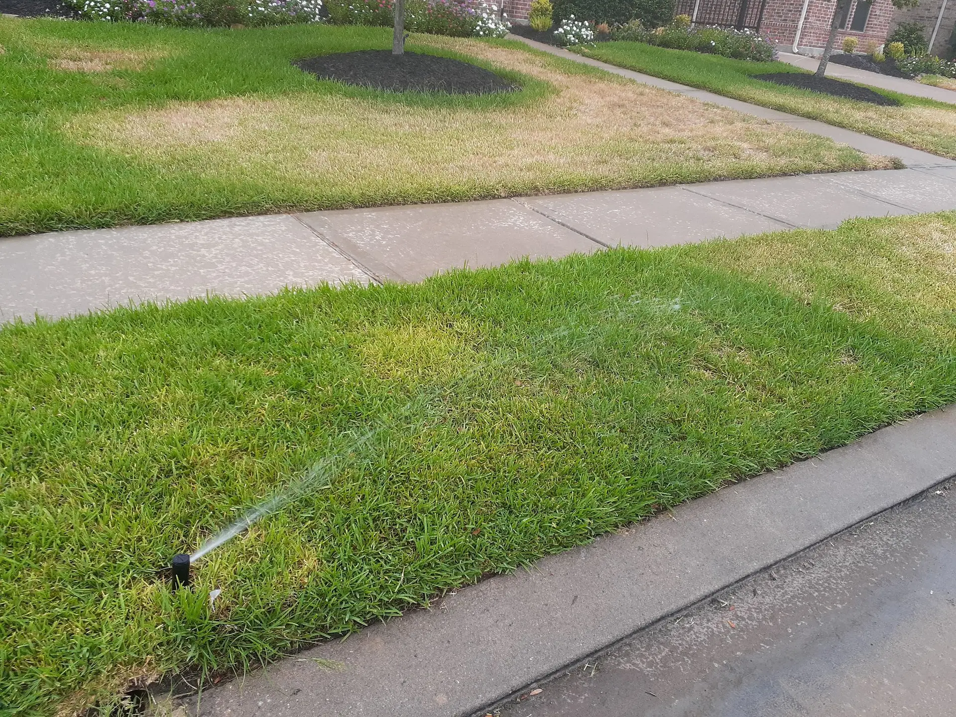 Rotor sprinkler watering a front lawn along a sidewalk during a system tune-up